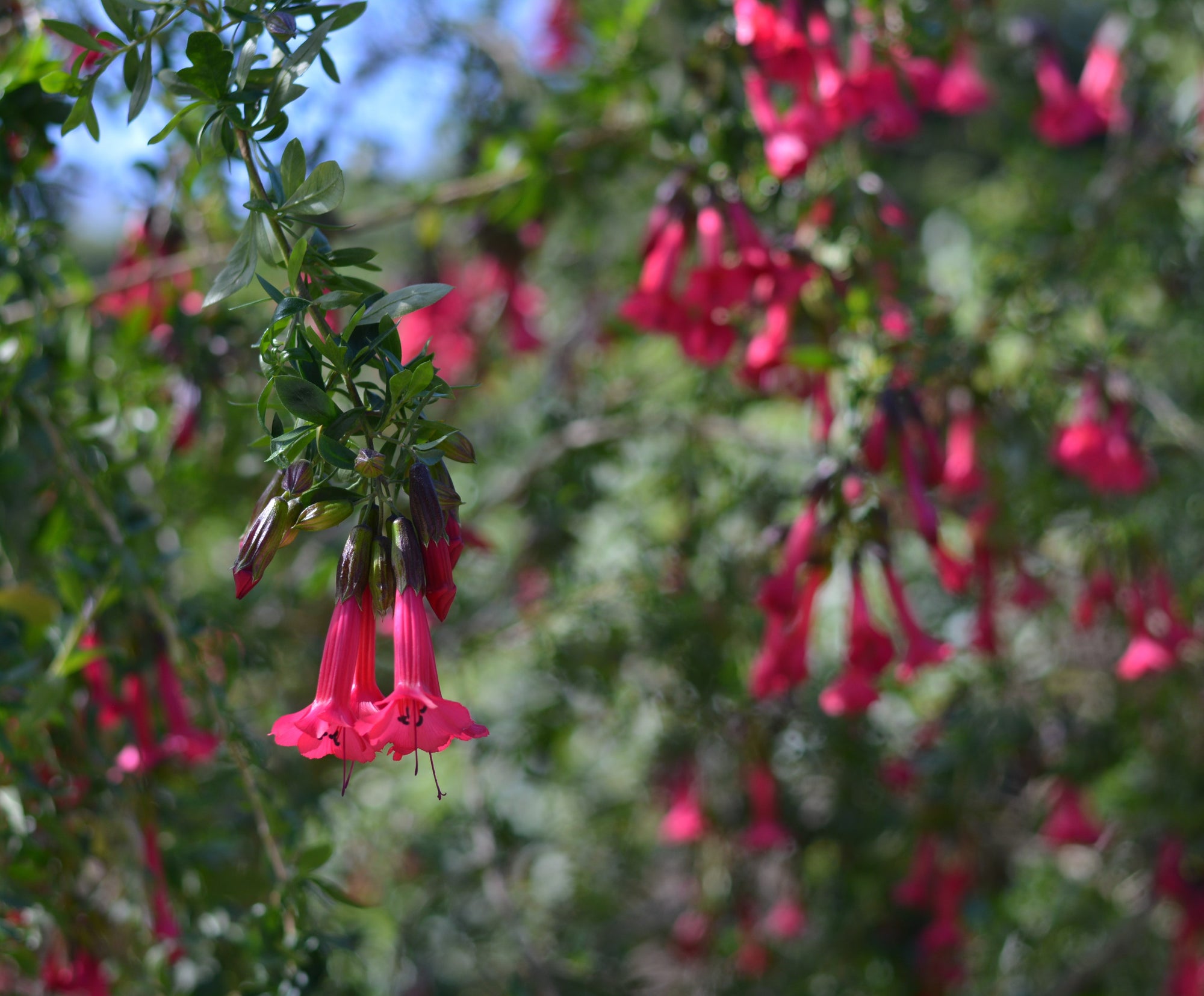 Cantua buxifolia 4" pot
