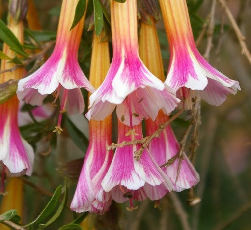 Cantua buxifolia (tricolor) 4" pot