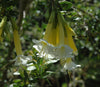 Cantua buxifolia (white) 4" pot
