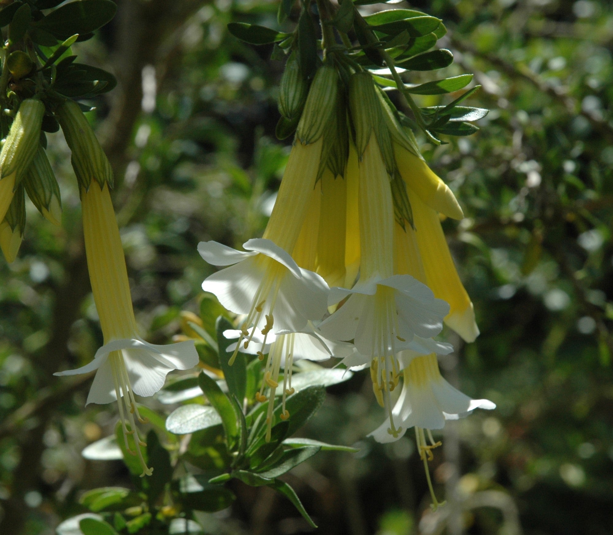 Cantua buxifolia (white) 4" pot