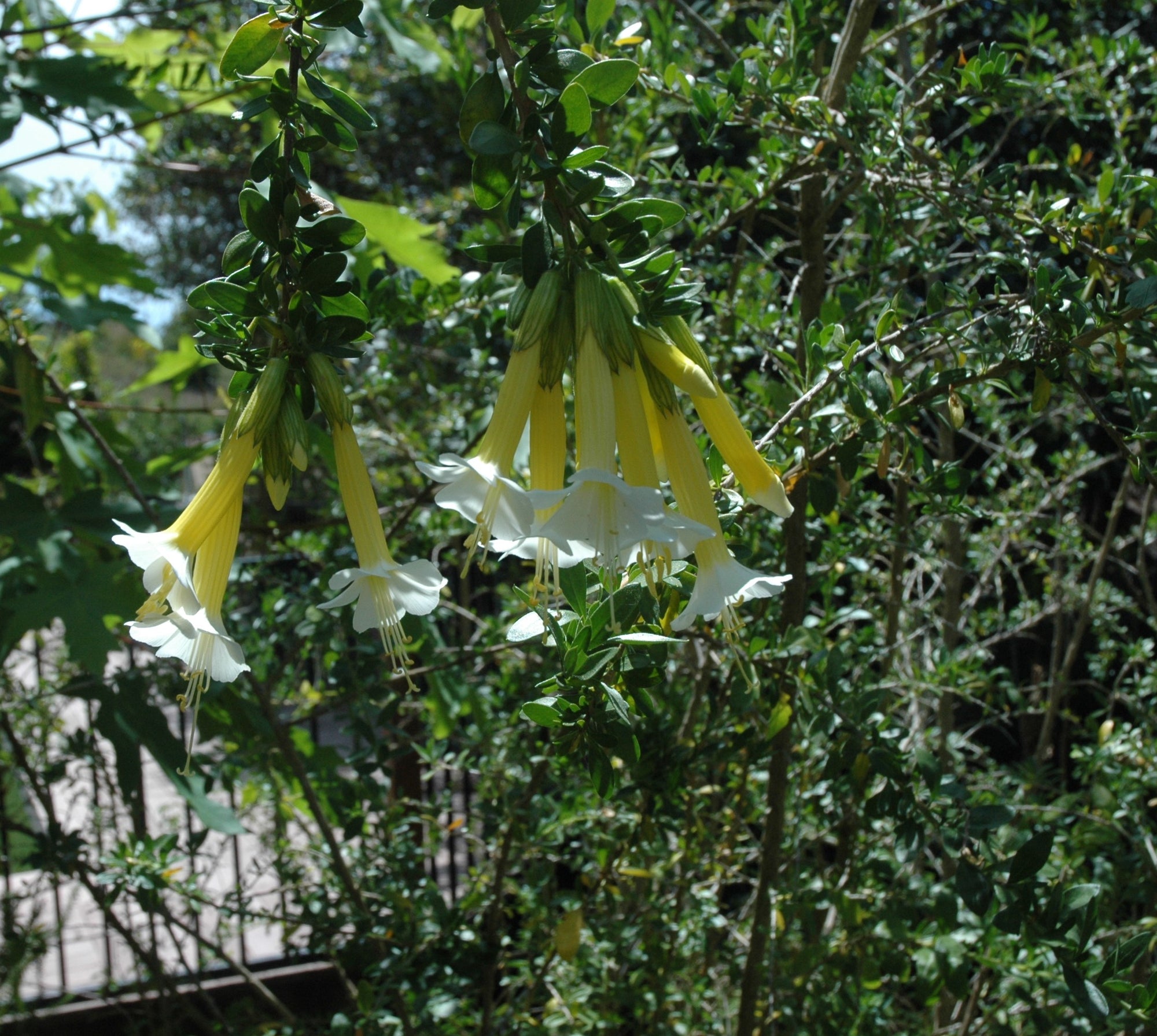 Cantua buxifolia (white) 4" pot