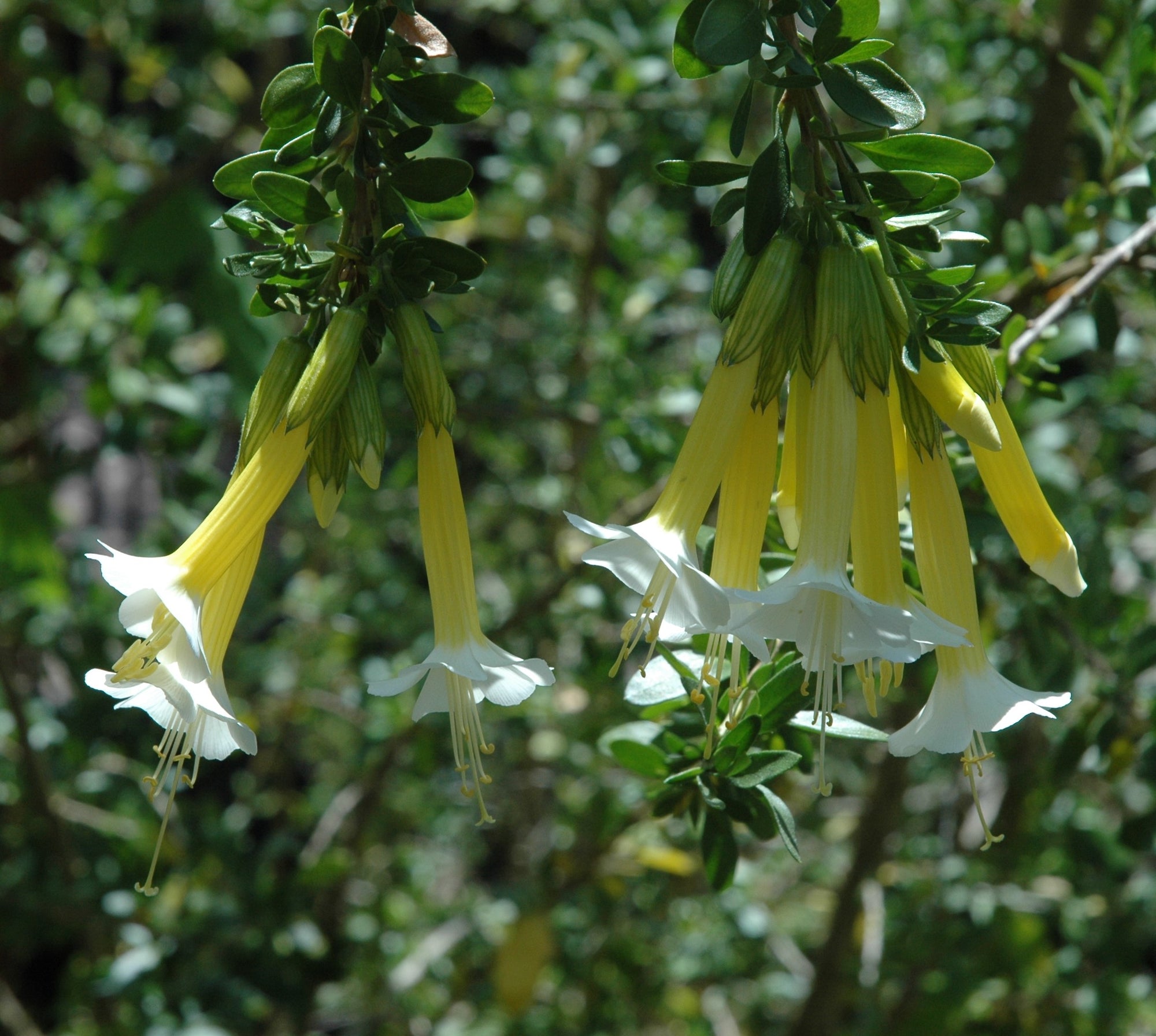 Cantua buxifolia (white) 4" pot