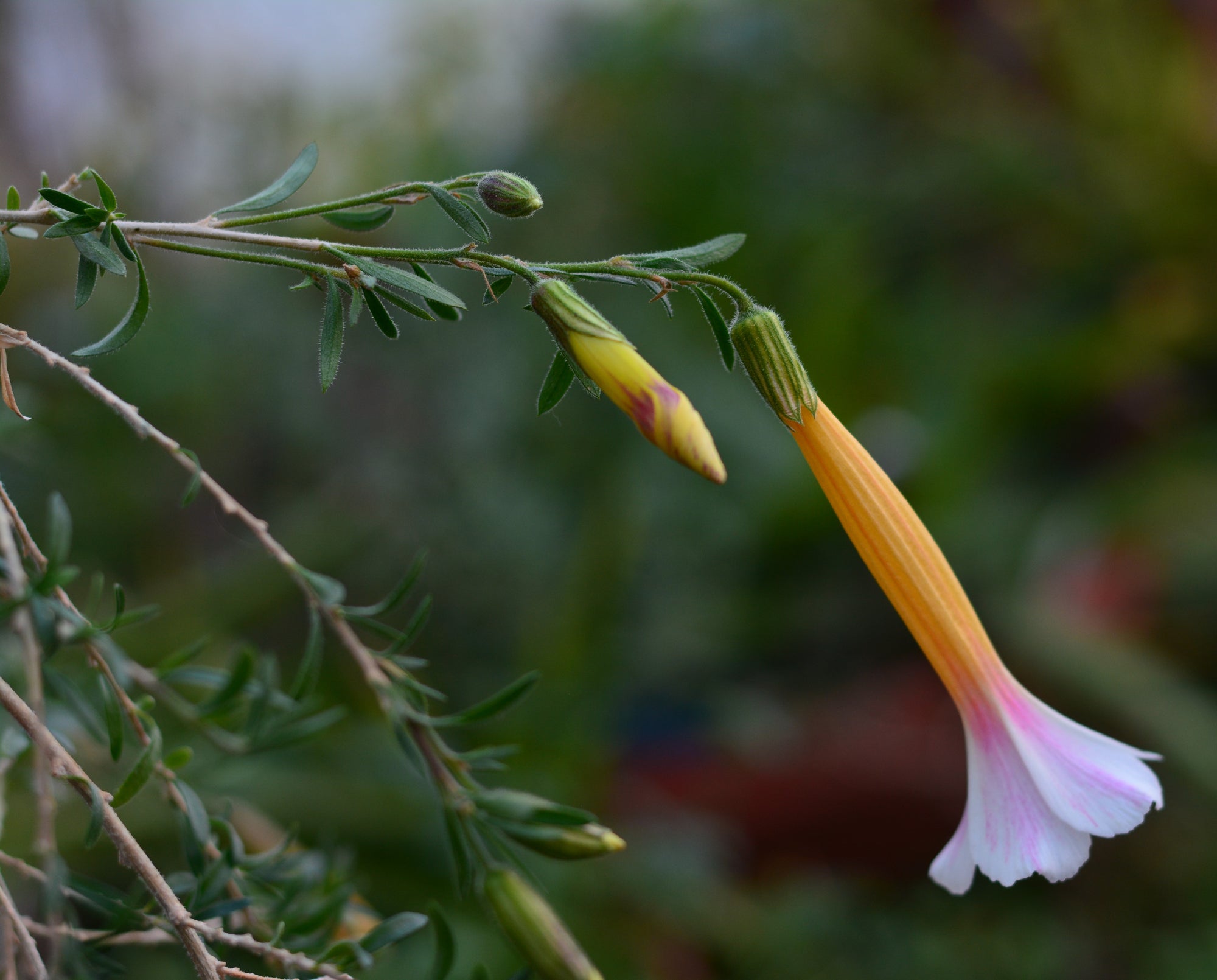 Cantua buxifolia (tricolor) 4" pot