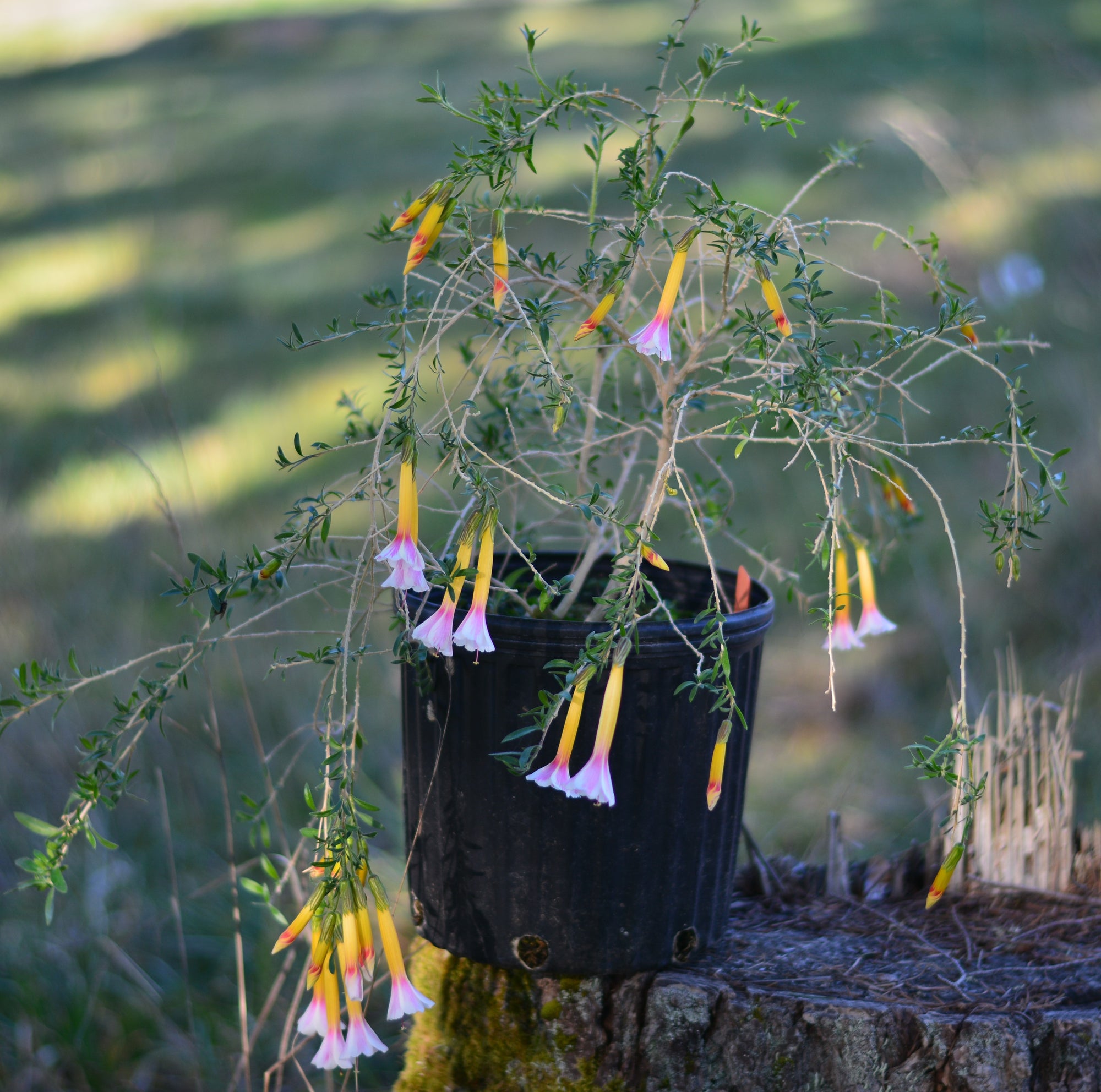 Cantua buxifolia (tricolor) 4" pot