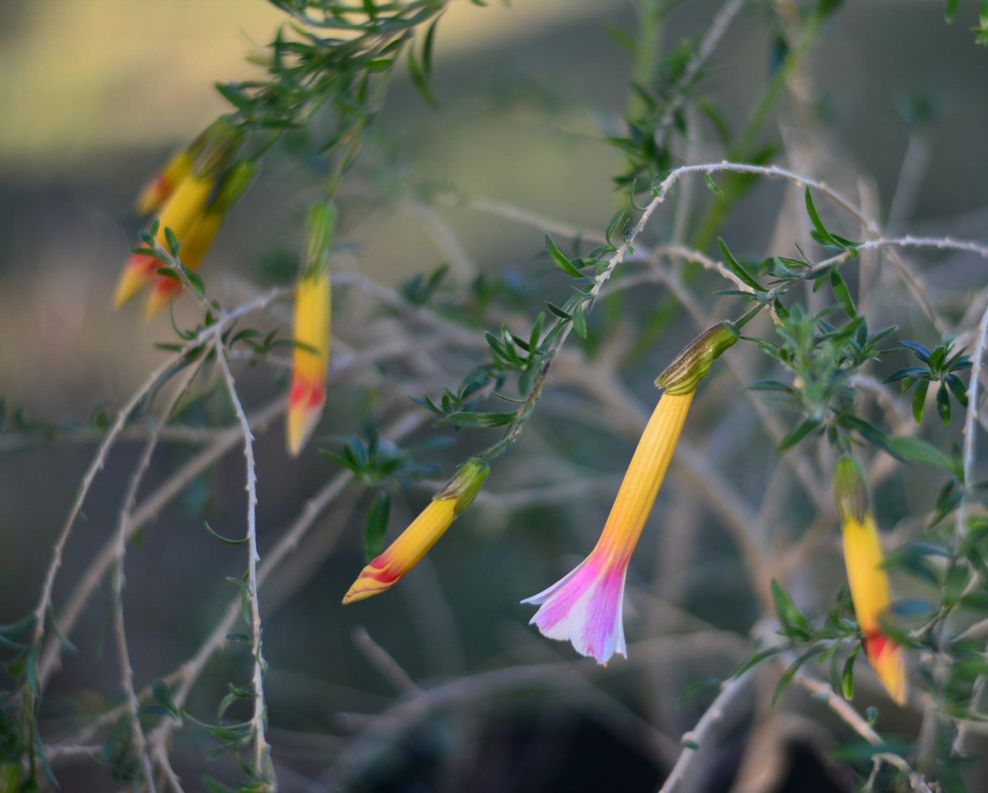 Cantua buxifolia (tricolor) 4" pot