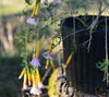 Cantua buxifolia (tricolor) 4" pot