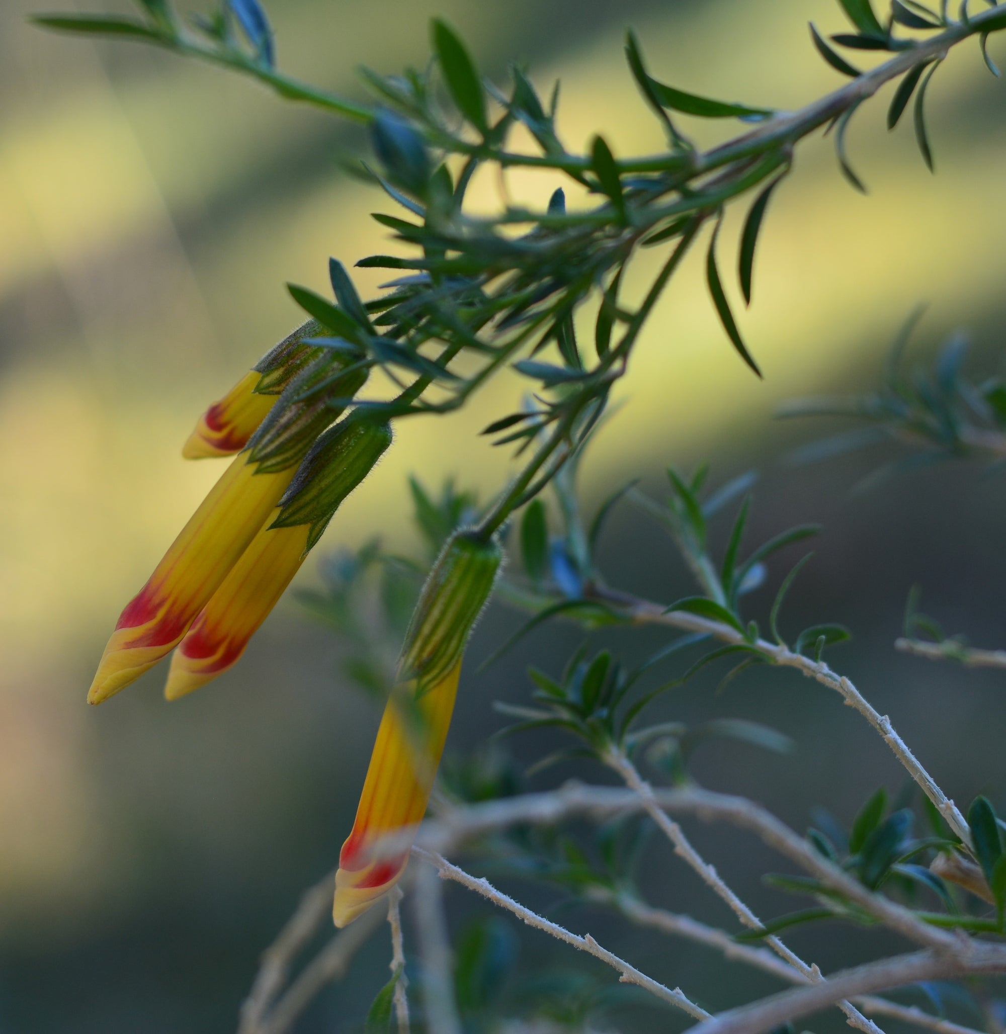 Cantua buxifolia (tricolor) 4" pot