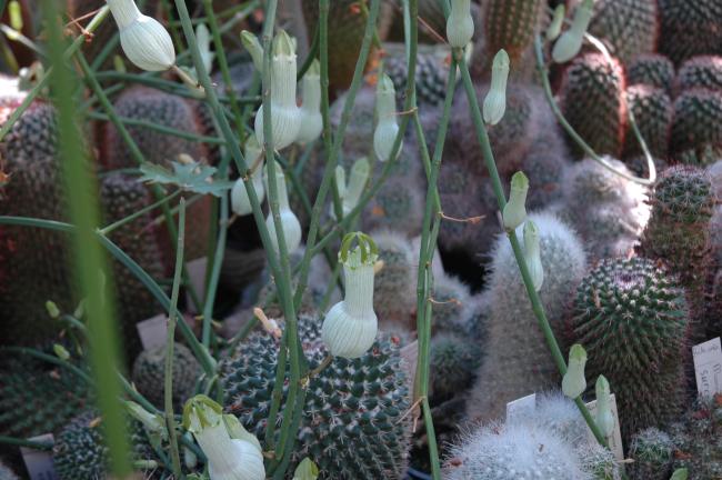 Ceropegia ampliata 2.5" pot