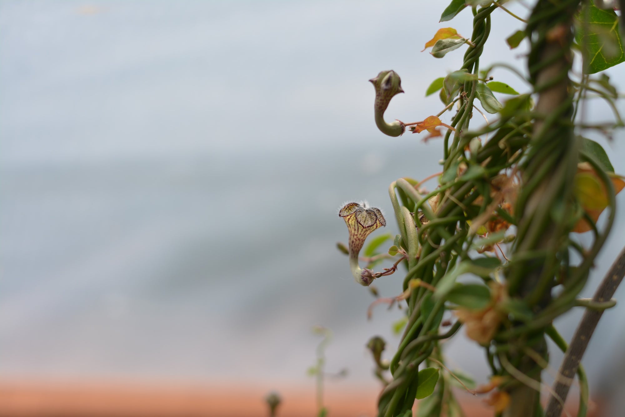 Ceropegia carnosa 2.5" pot