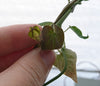 Ceropegia racemosa setifera 2.5" pot