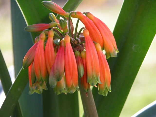 Clivia caulescens bloom size