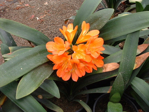 Clivia miniata Orange bloom size