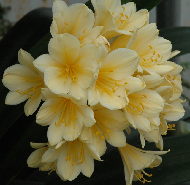 Clivia miniata (yellow) bloom size
