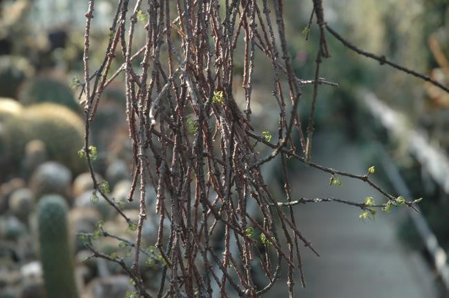 Cynanchum marnierianum 2.5" pot