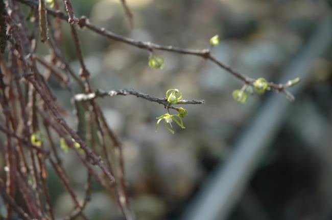 Cynanchum marnierianum 2.5" pot