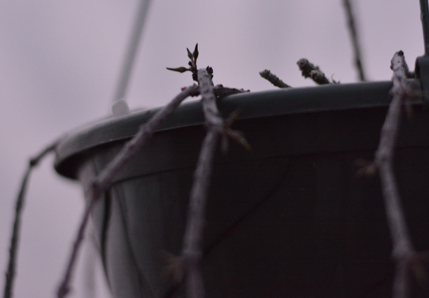 Cynanchum marnierianum 2.5" pot