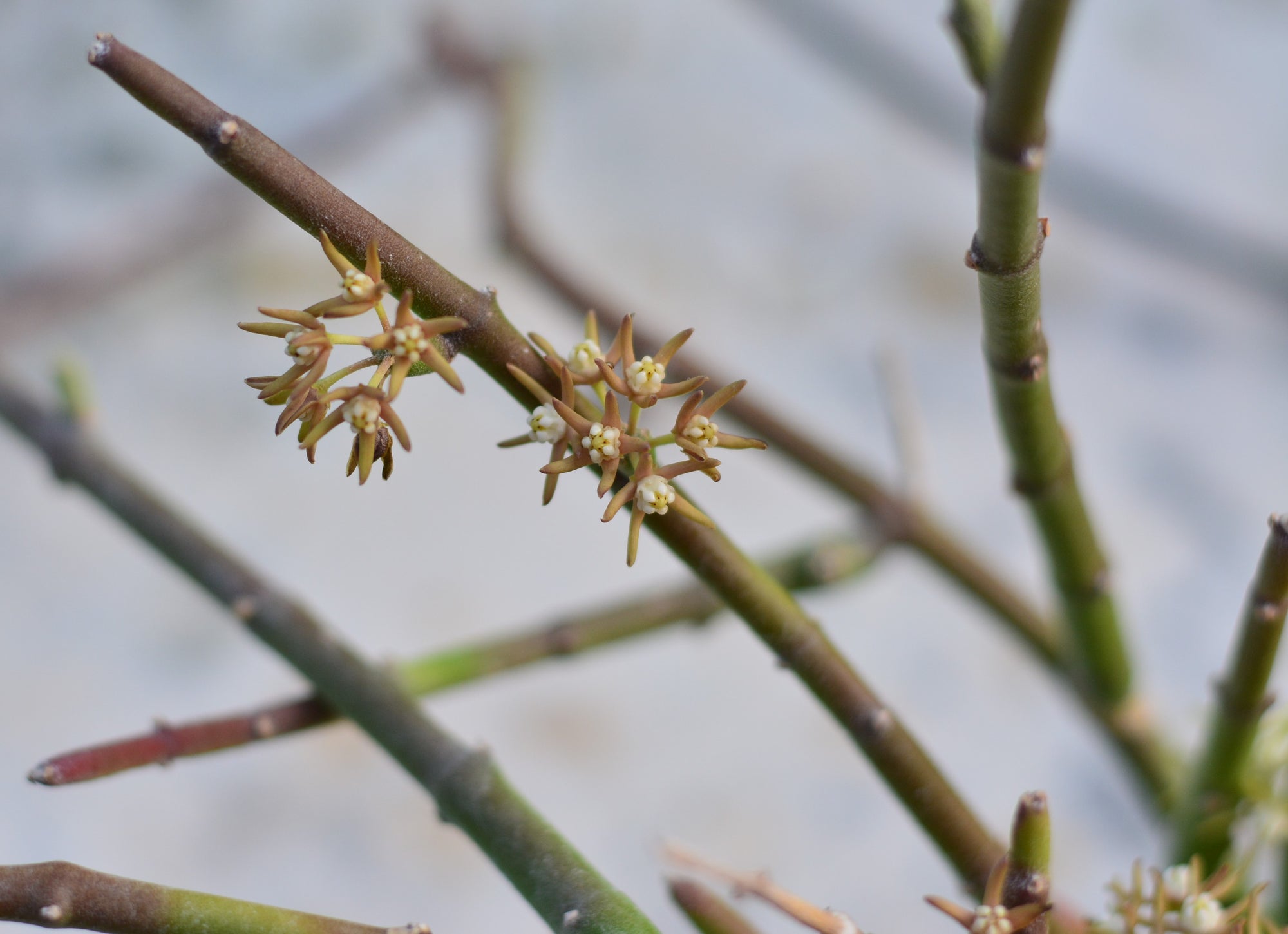 Cynanchum stoloniferum 4" pot