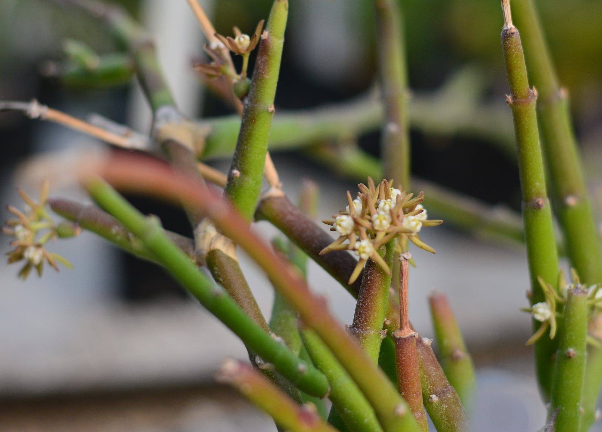 Cynanchum stoloniferum 4" pot