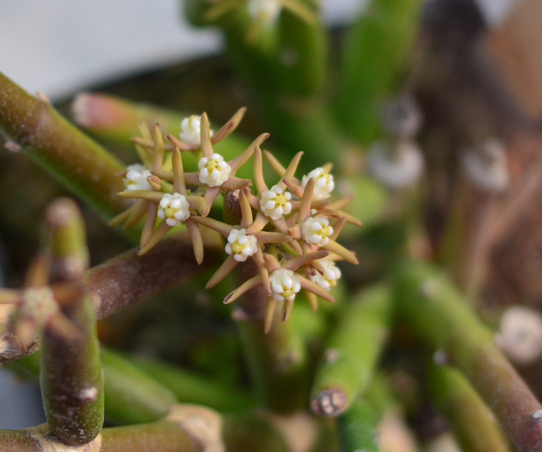 Cynanchum stoloniferum 4" pot