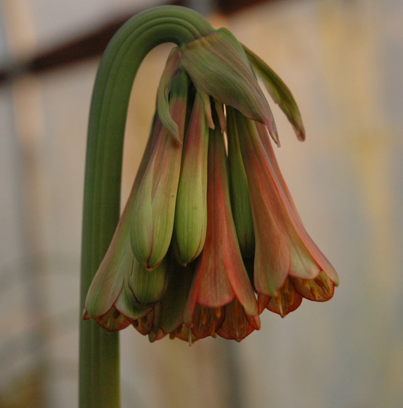 Cyrtanthus falcatus bloom size bulb