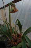 Cyrtanthus falcatus bloom size bulb