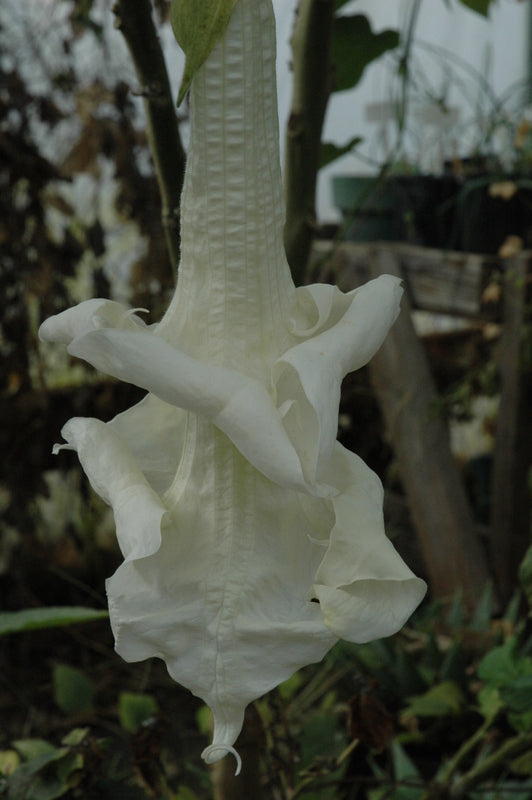 Brugmansia 'Wretched Mess' 4" pot