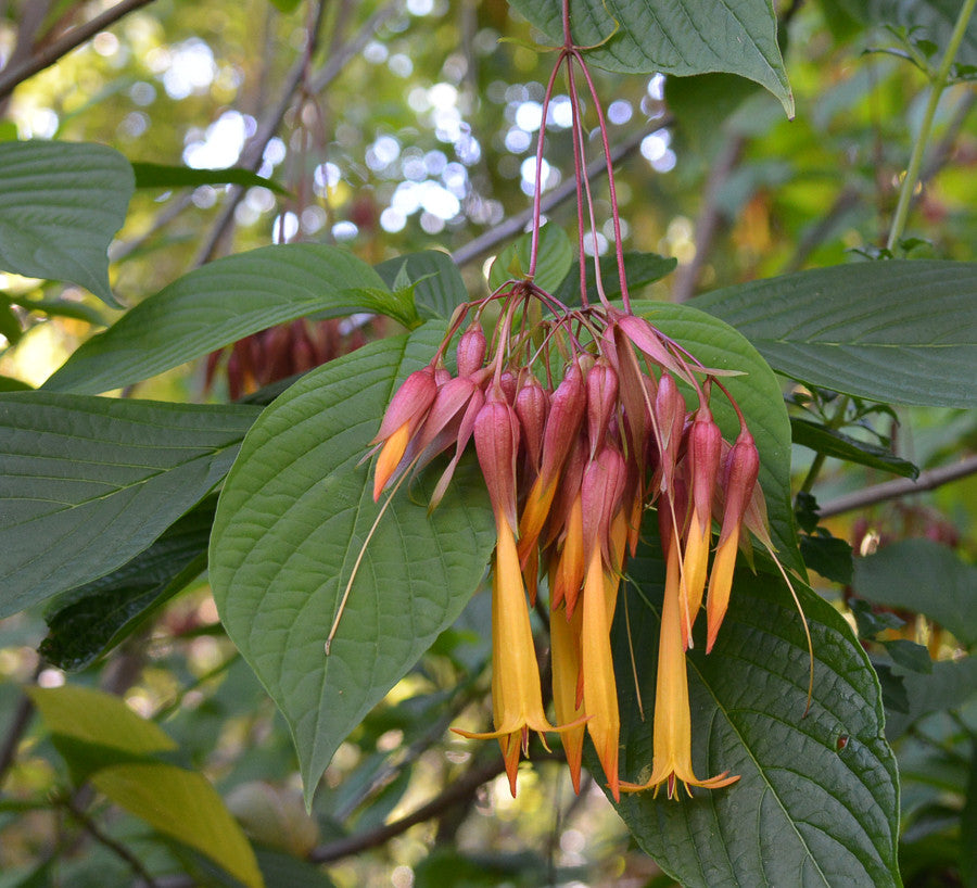 Deppea Splendens 4" pot