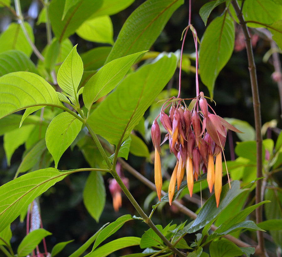 Deppea Splendens 4" pot