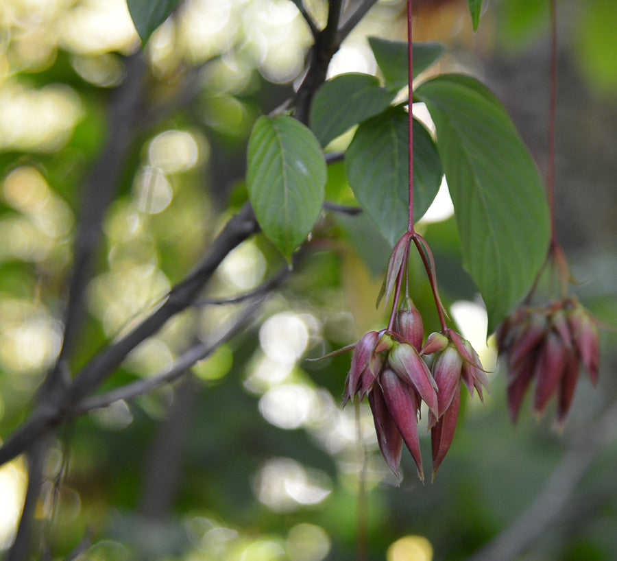 Deppea Splendens 4" pot