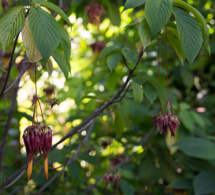 Deppea Splendens 4" pot