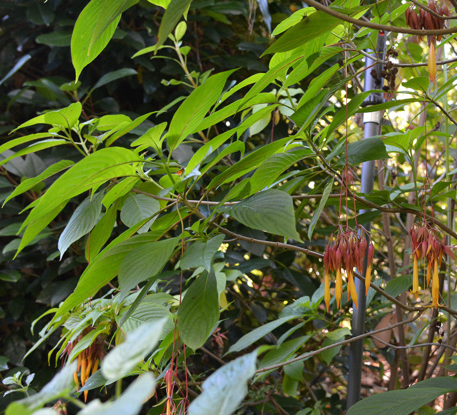 Deppea Splendens 4" pot