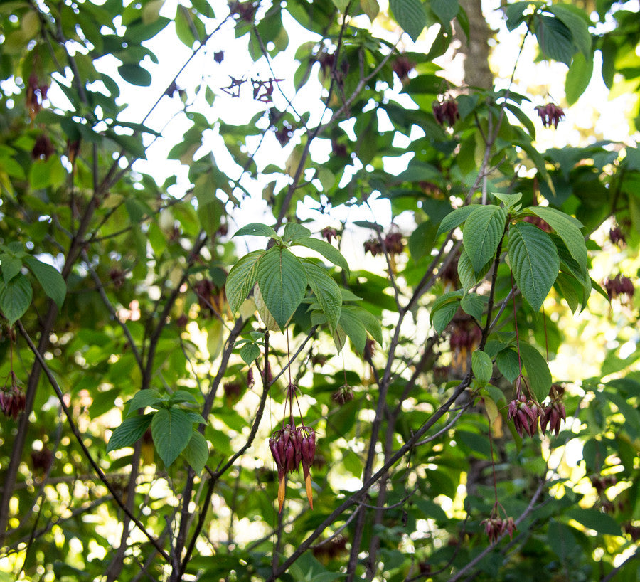 Deppea Splendens 4" pot