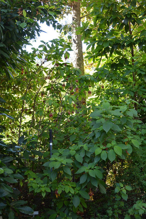 Specimen from the arboretum at UC Berkeley