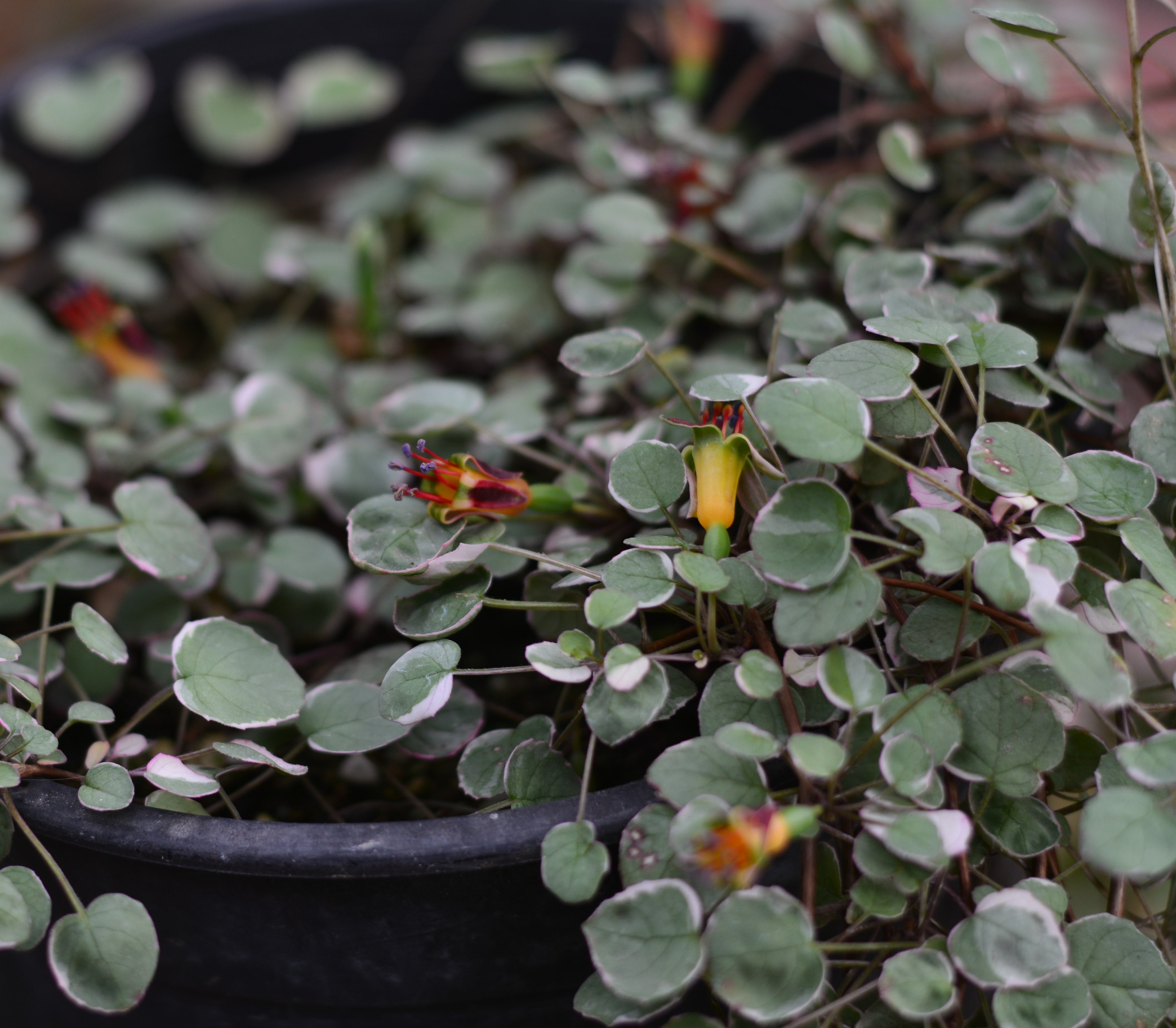 fuchsia potted plant Fuchsia procumbens variegata 2.5" pot