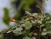 Fuchsia procumbens variegata 2.5" pot