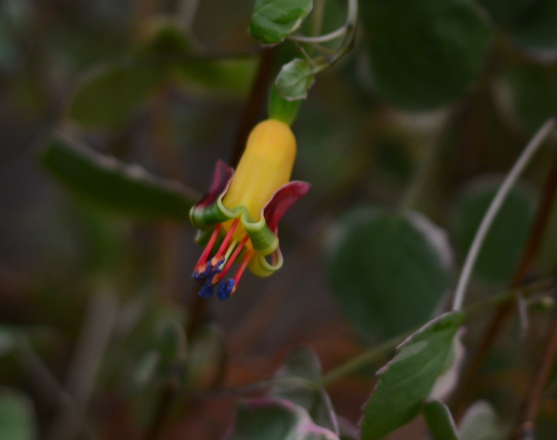 Fuchsia procumbens variegata 2.5" pot