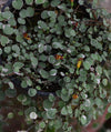 Fuchsia procumbens variegata 2.5" pot