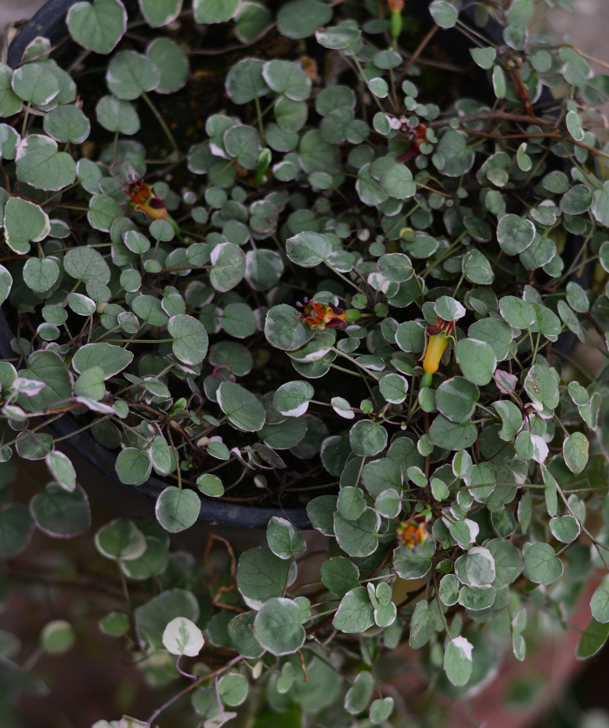 Fuchsia procumbens variegata 2.5" pot