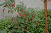 Fuchsia splendens 4" pot