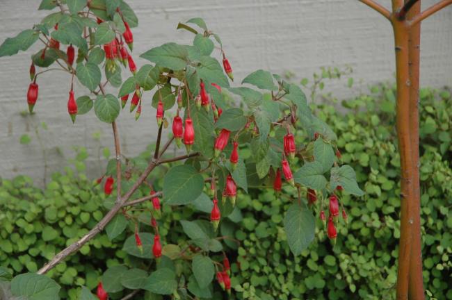 Fuchsia splendens 4" pot