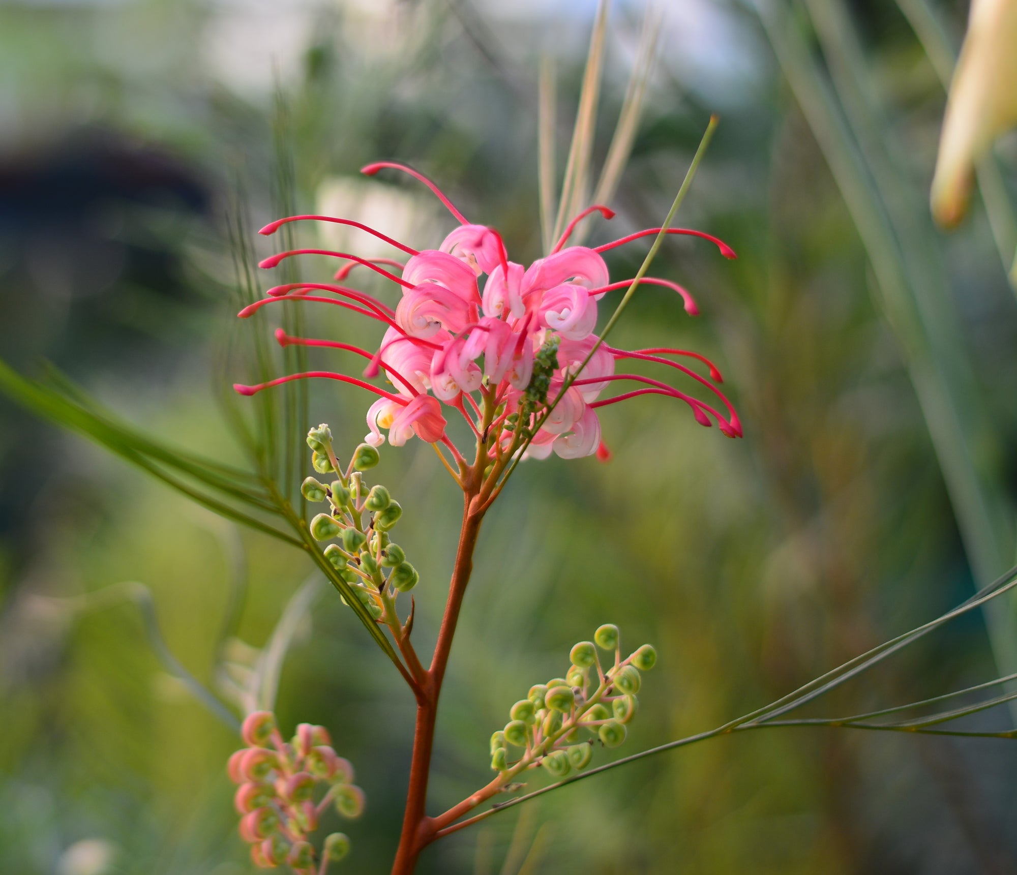 Grevillea 'Long John' 4" pot Grassy Knoll Plants