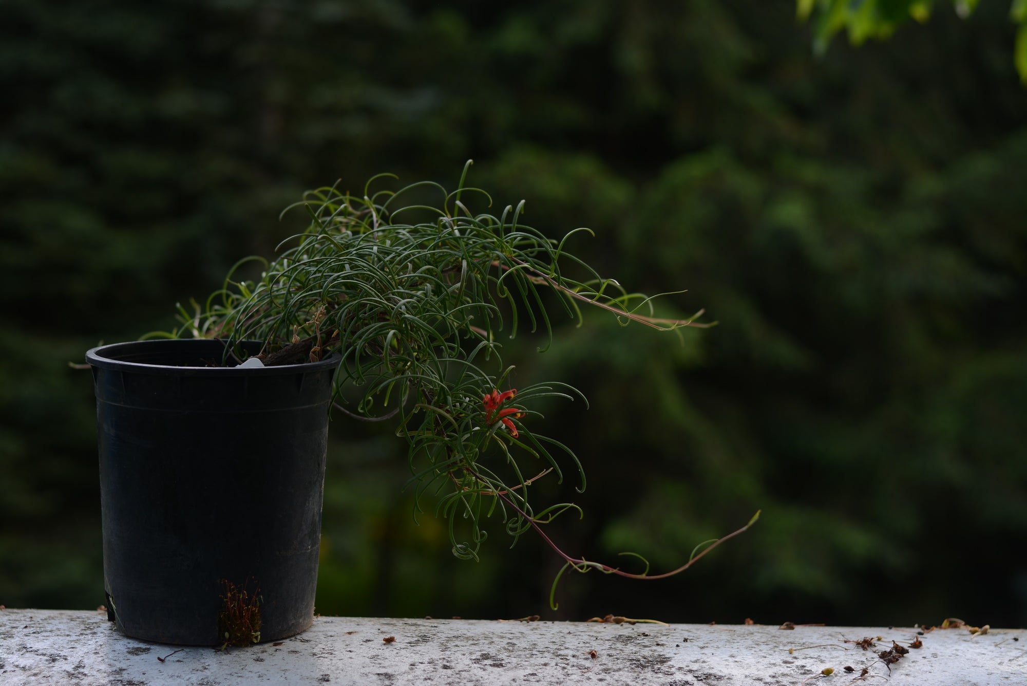 Grevillea nudiflora 'Medusa' 4" pot