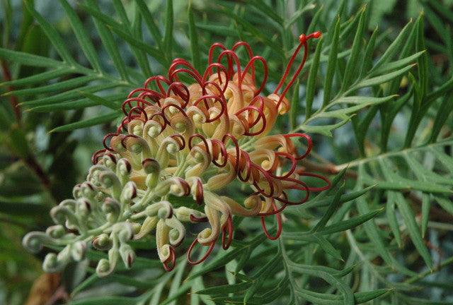 Grevillea 'Robyn Gordon' 4" pot