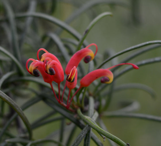 Grevillea nudiflora 'Medusa' 4" pot