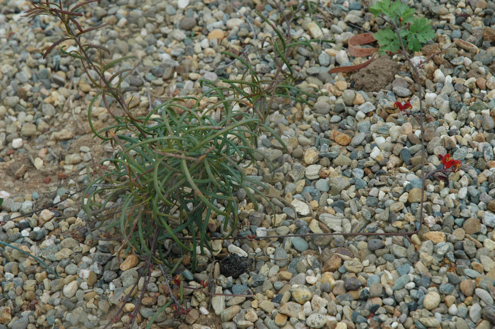 Grevillea nudiflora 'Medusa' 4" pot