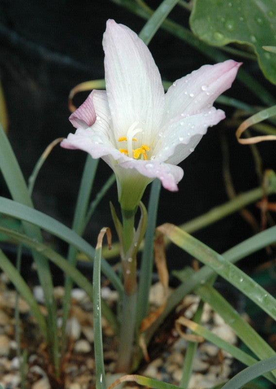 Habranthus robustus 4" pot