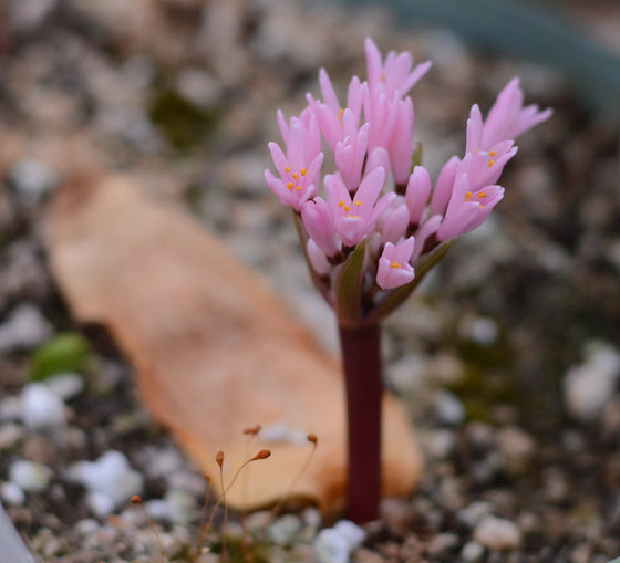 Haemanthus carneus bloom size bulb