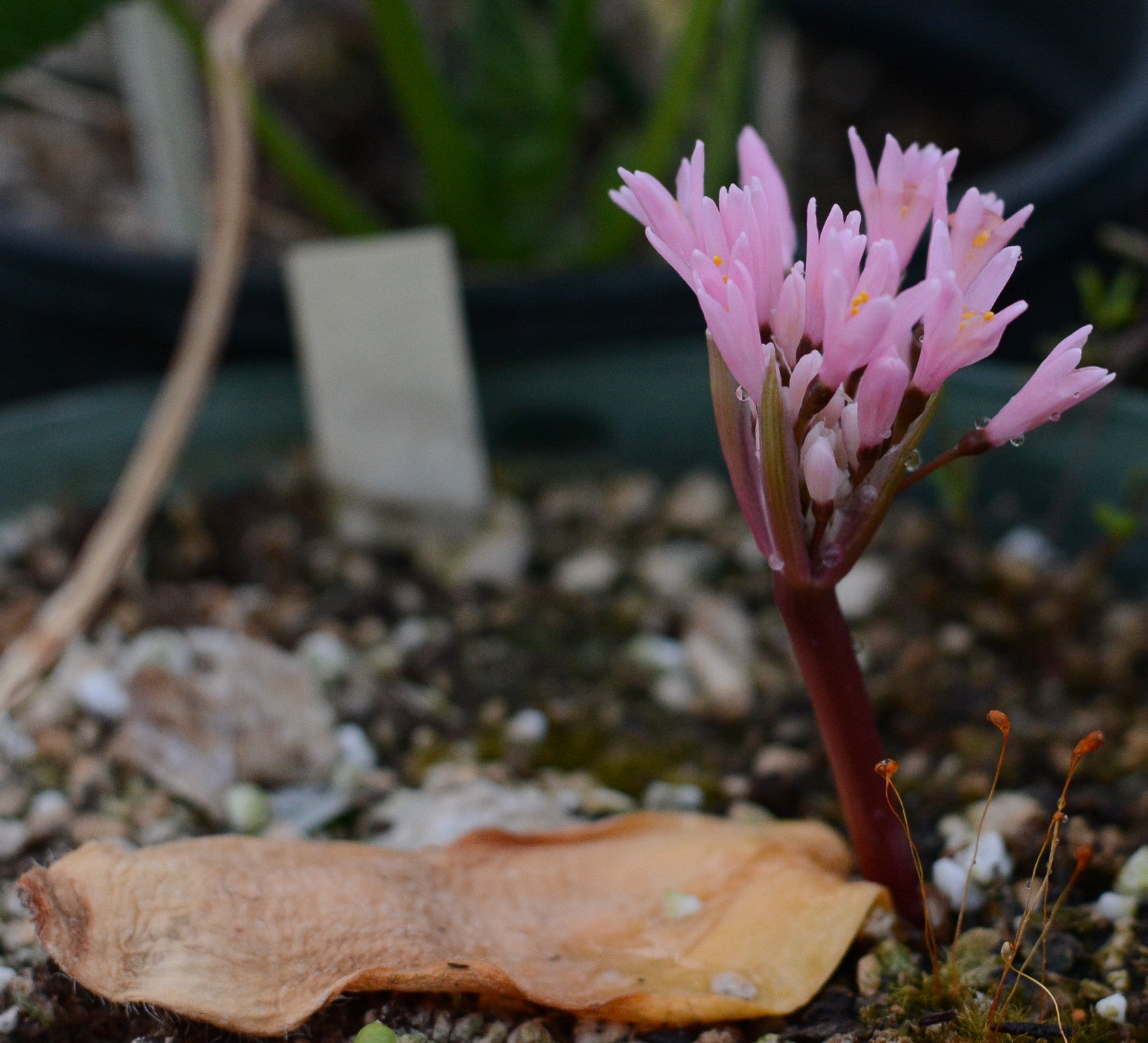 Haemanthus carneus bloom size bulb