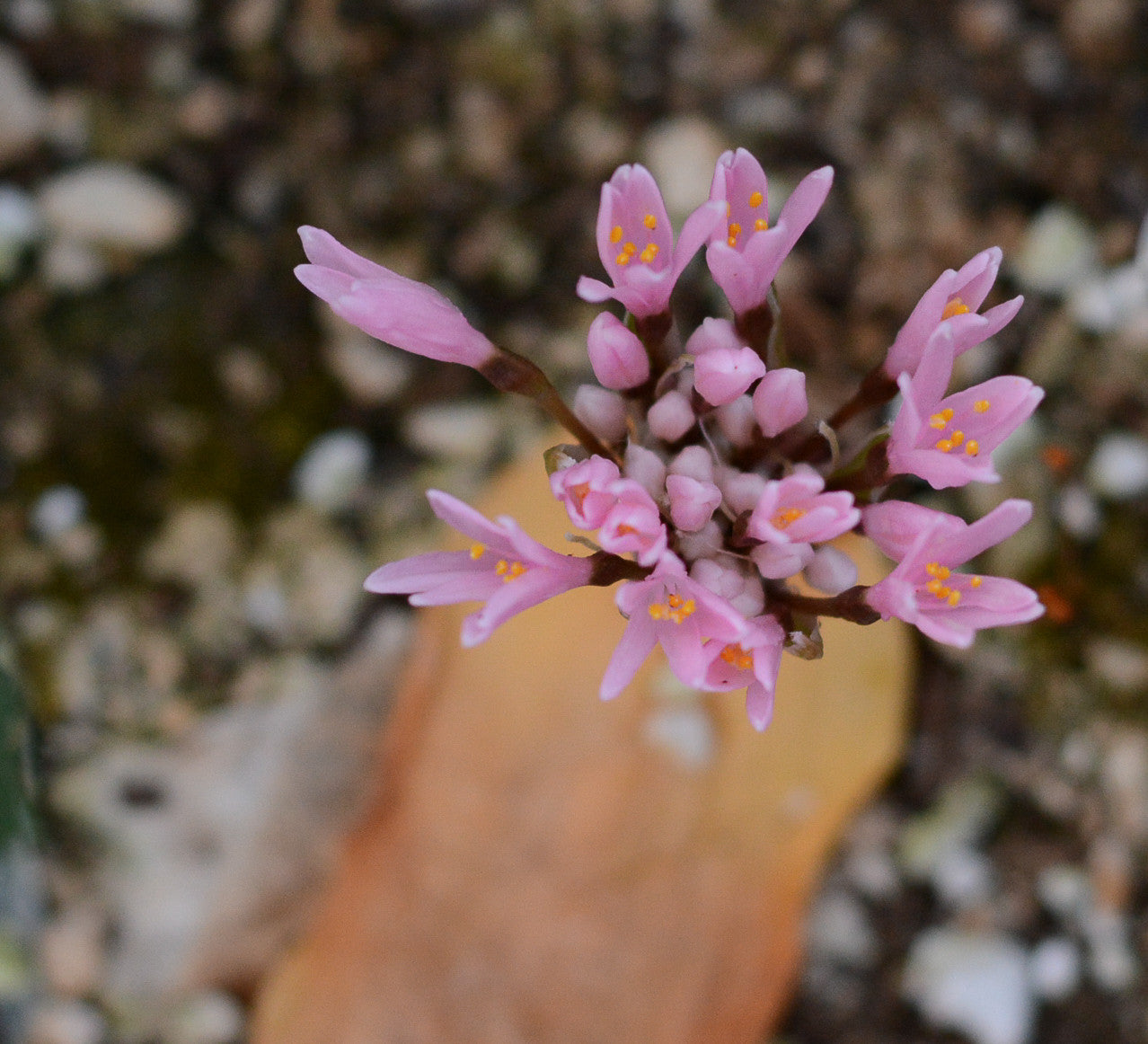 Haemanthus carneus bloom size bulb