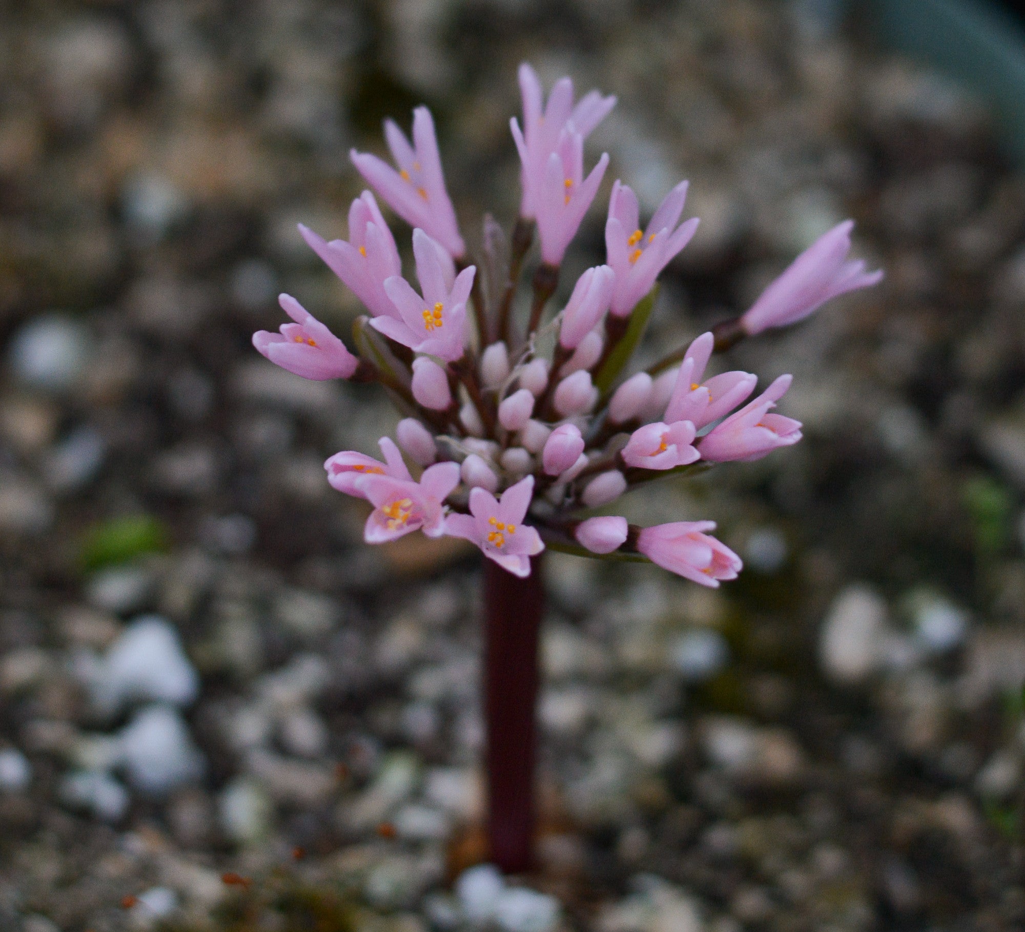 Haemanthus carneus bloom size bulb